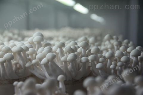 食用菌加湿器 蘑菇种植雾化加湿设备